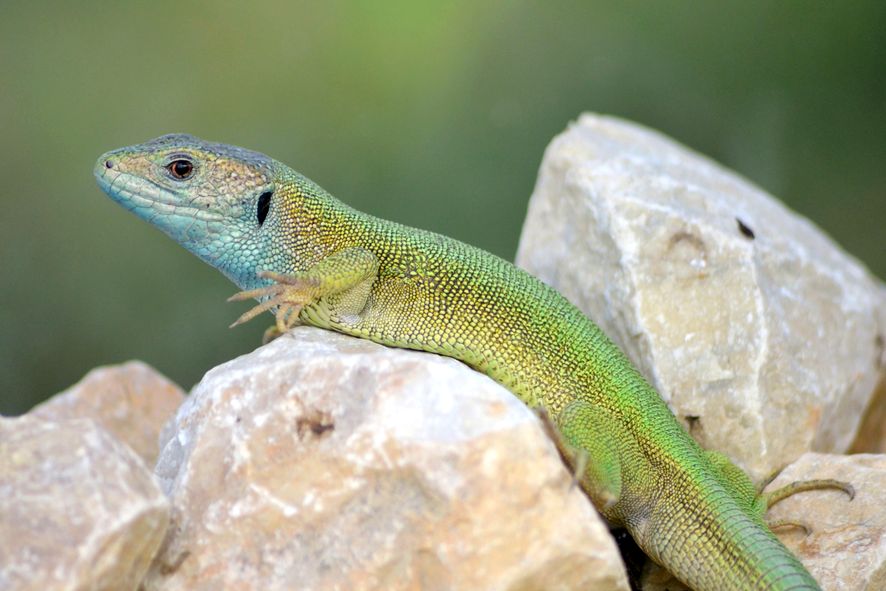 Biotopverbund - Naturschutzbund Steiermark